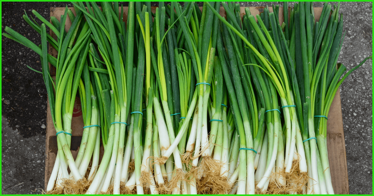 How To Grow Spring Onions
