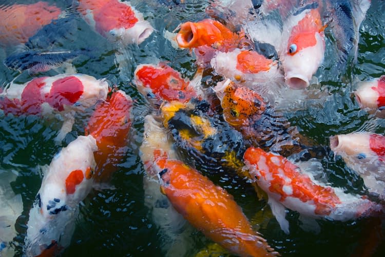 Hydroponics, Aquaponics And Fish For Food
