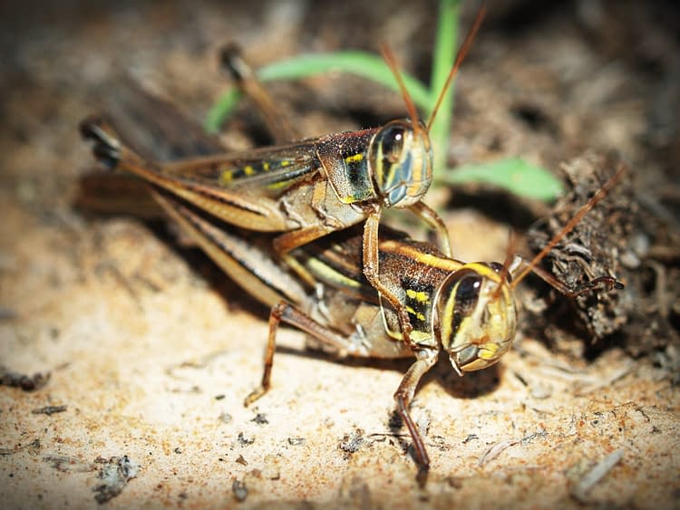 Raising insects for food