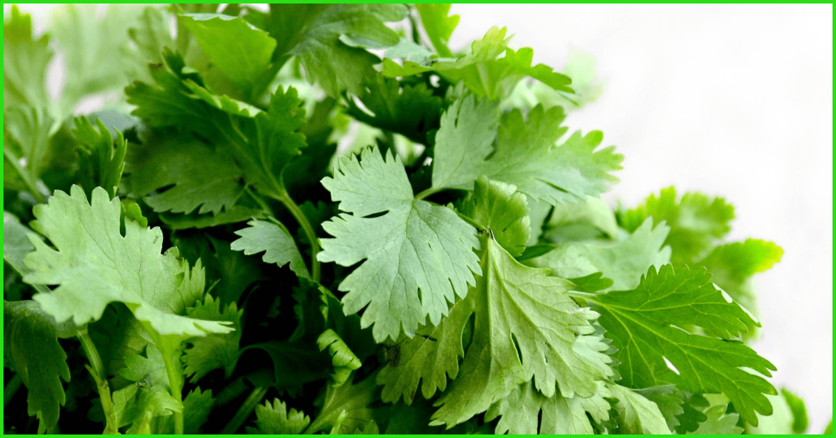 How To Grow Parsley - BackGardenFarm.com