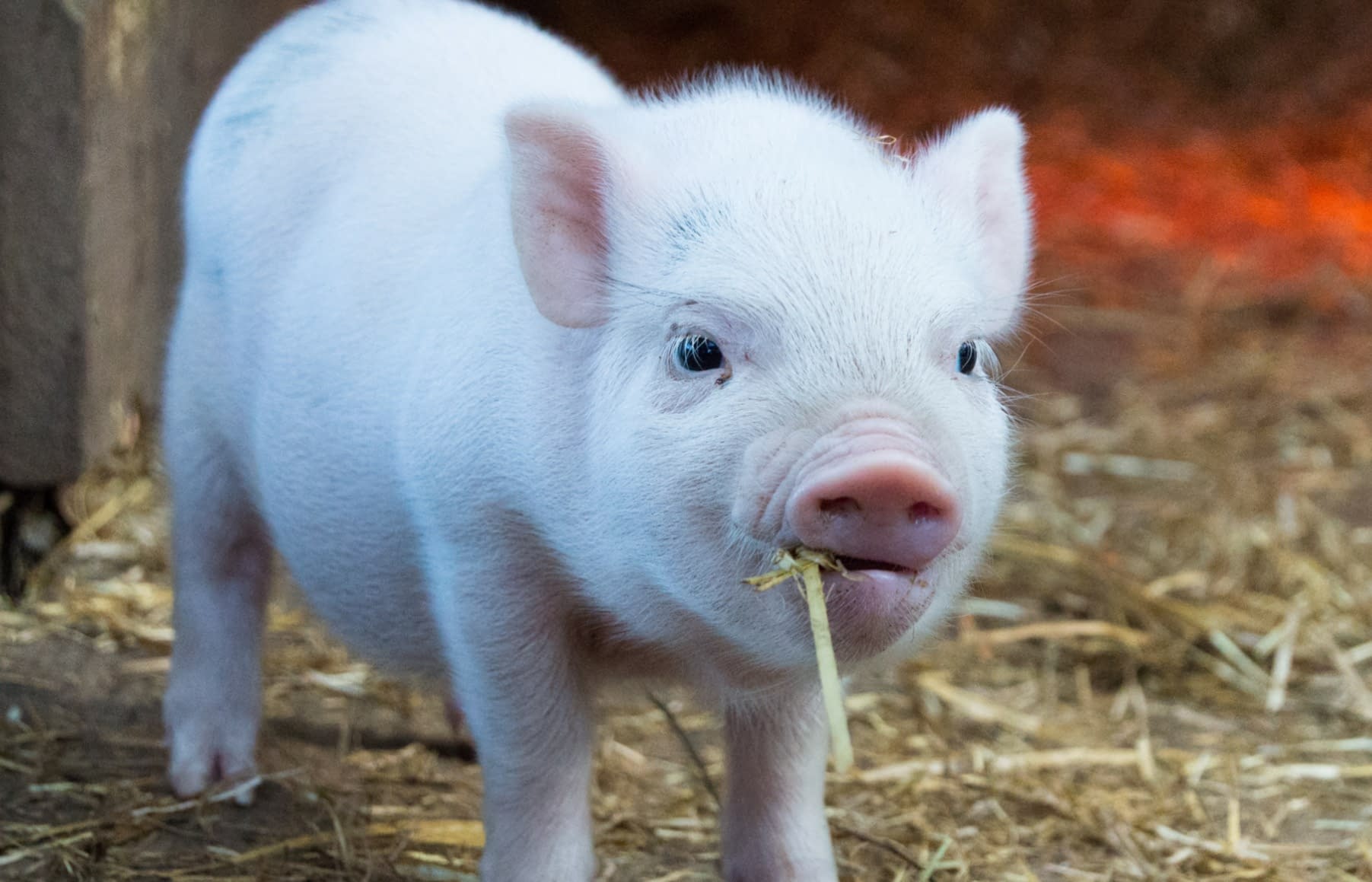 Rearing Piglets From Birth To Weaning