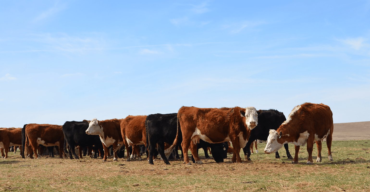 Pros & Cons Of Raising Your Own Cows