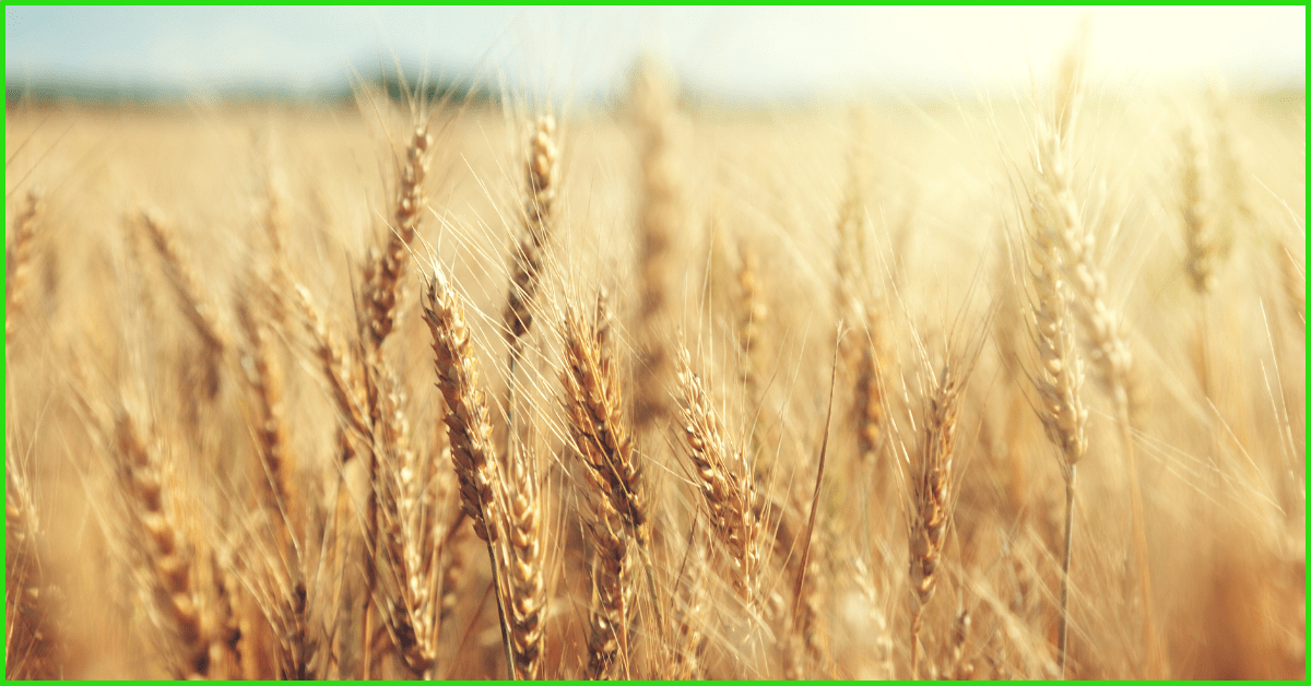 “wheat cannot be grown in the philippines since the crop only thrives in cold temperatures. How To Grow Wheat - BackGardenFarm.com