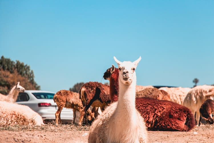 Raising Alpacas For Meat and Fleece