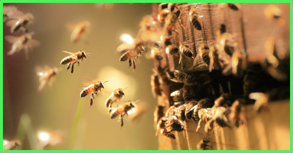 Optimising Bees And Increasing Honey Yields