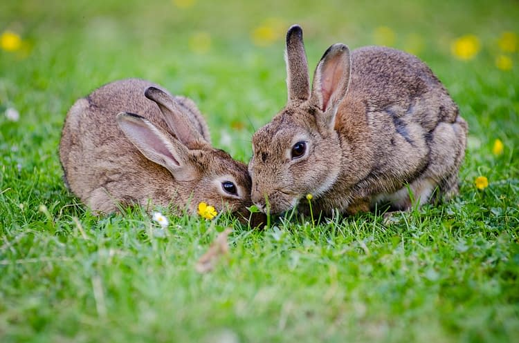 Raising Rabbits For Food