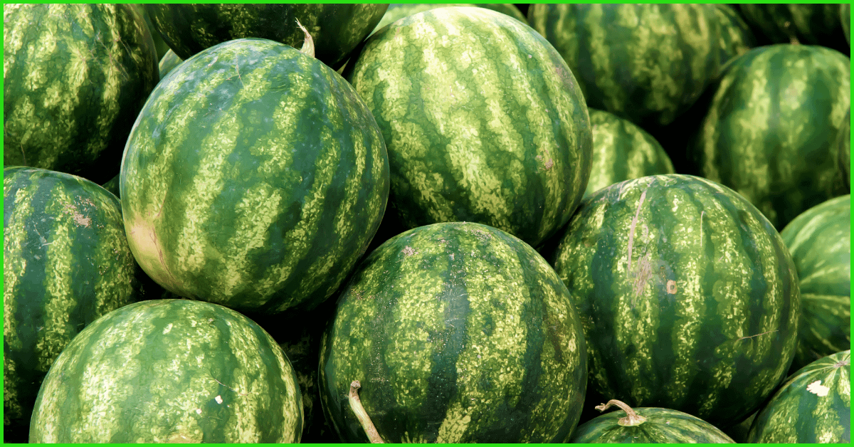 How To Grow Watermelons