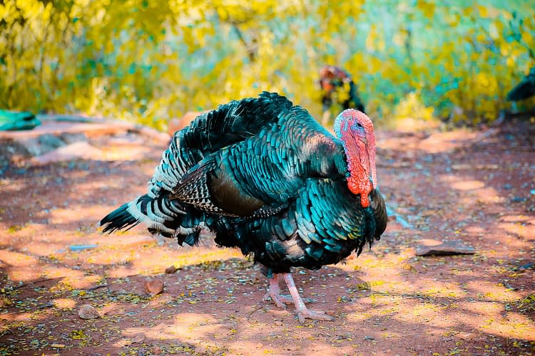 raising turkeys for christmas